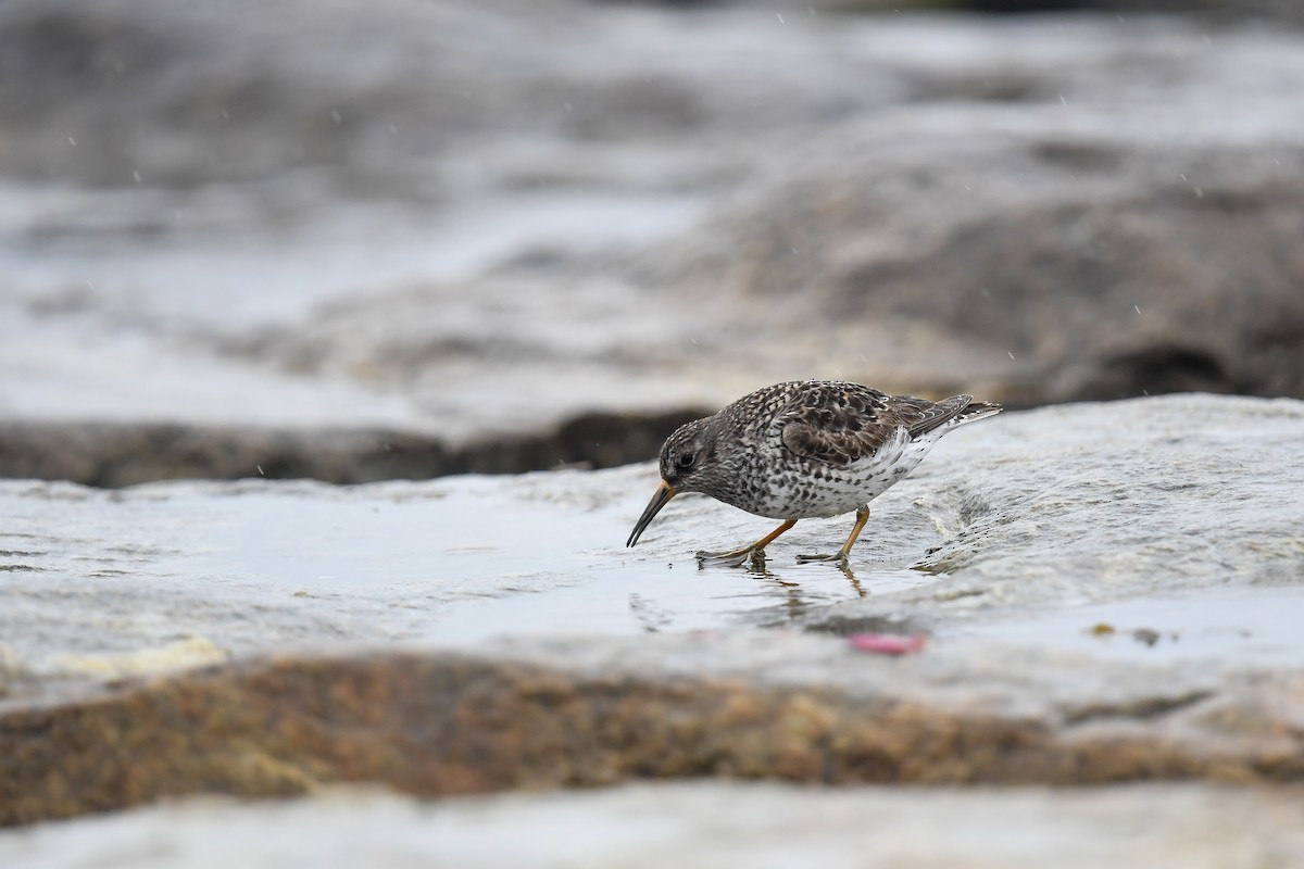 Purple Sandpiper - ML575338221