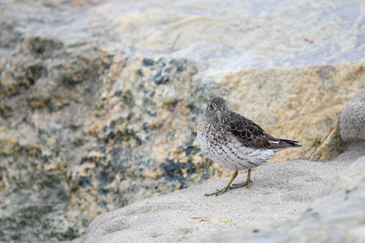 Purple Sandpiper - ML575338231