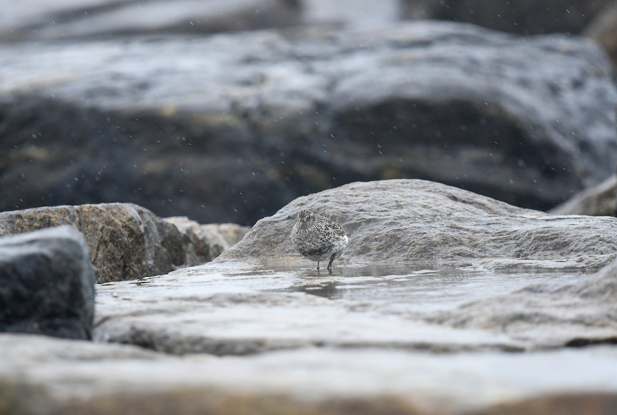 Purple Sandpiper - Joye Zhou