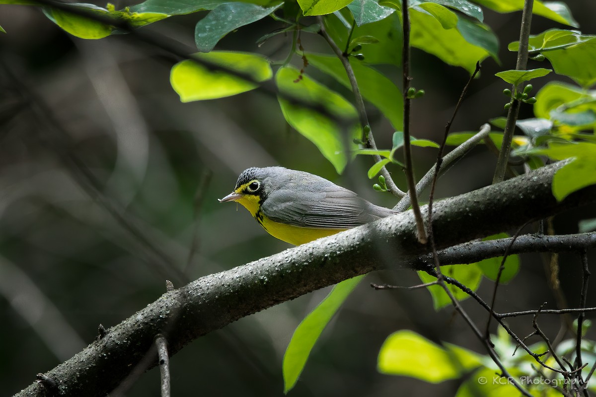 Canada Warbler - ML575338481