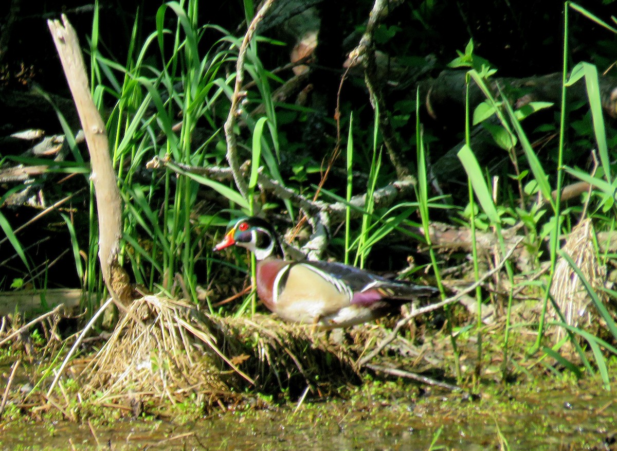 Wood Duck - ML575340001
