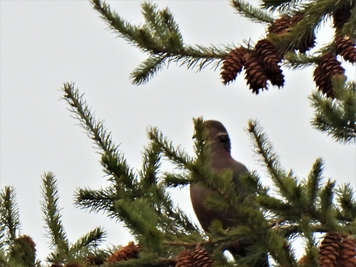 Chilean Pigeon - ML575340221