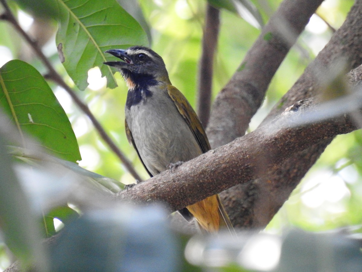 Buff-throated Saltator - ML575340371