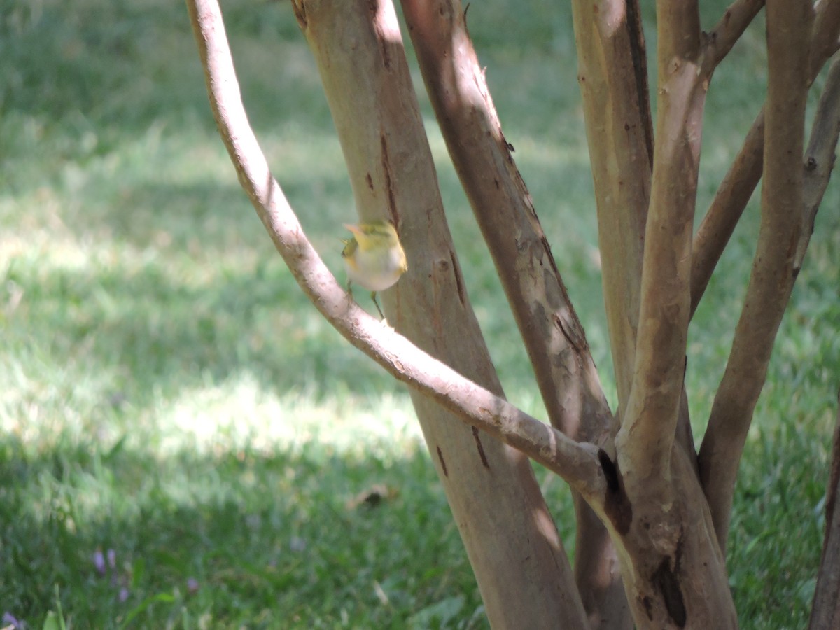 budníček lesní - ML575340781