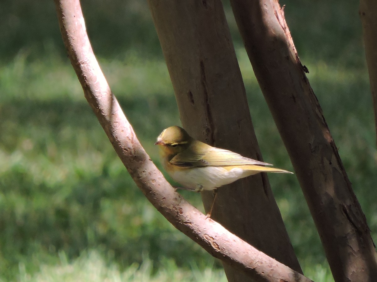 budníček lesní - ML575340791