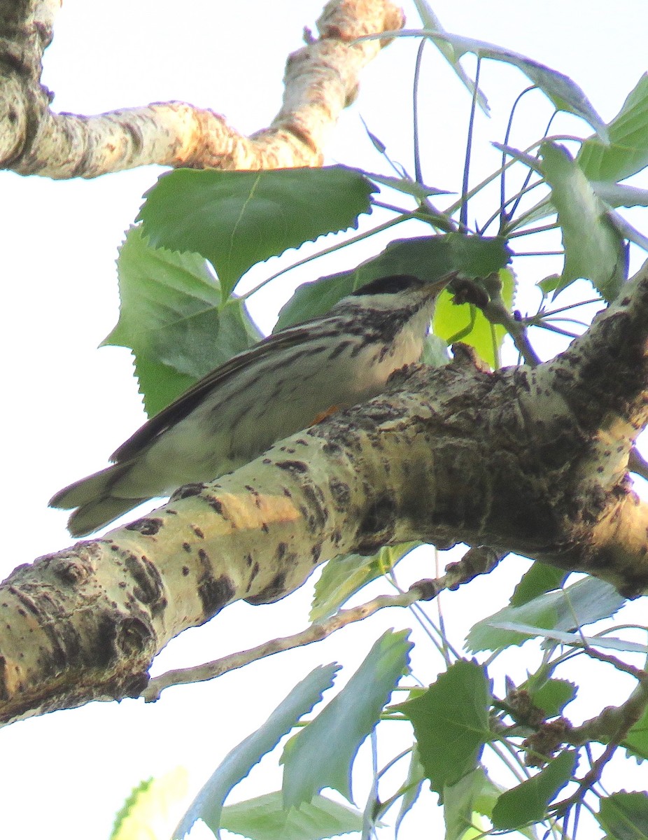 Blackpoll Warbler - David Dowell