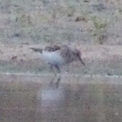 Least Sandpiper - ML575341471