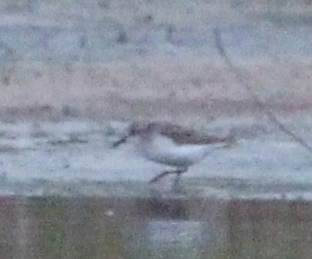 Least Sandpiper - ML575341491