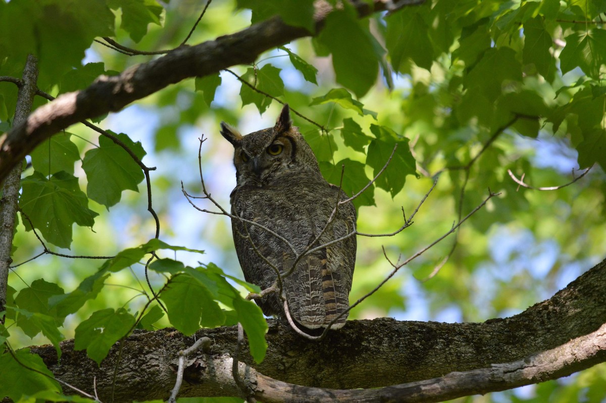 Great Horned Owl - ML575342091