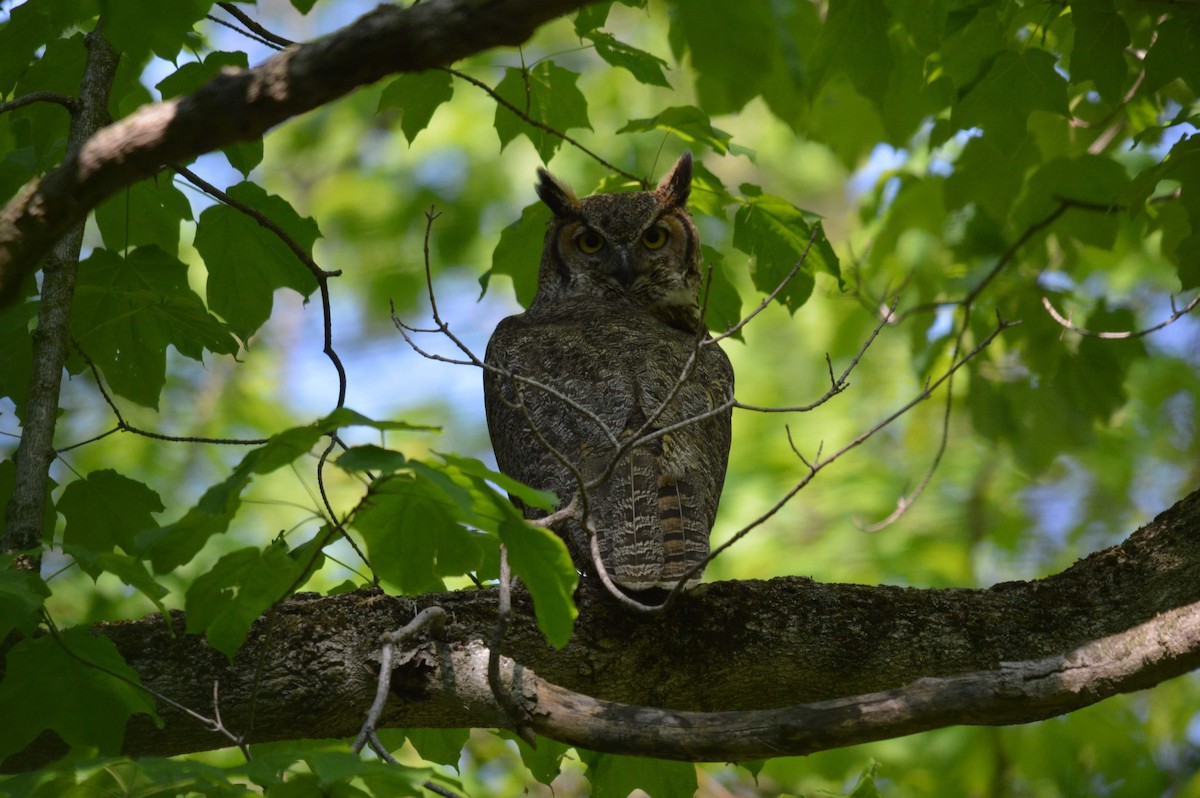 Great Horned Owl - ML575342101