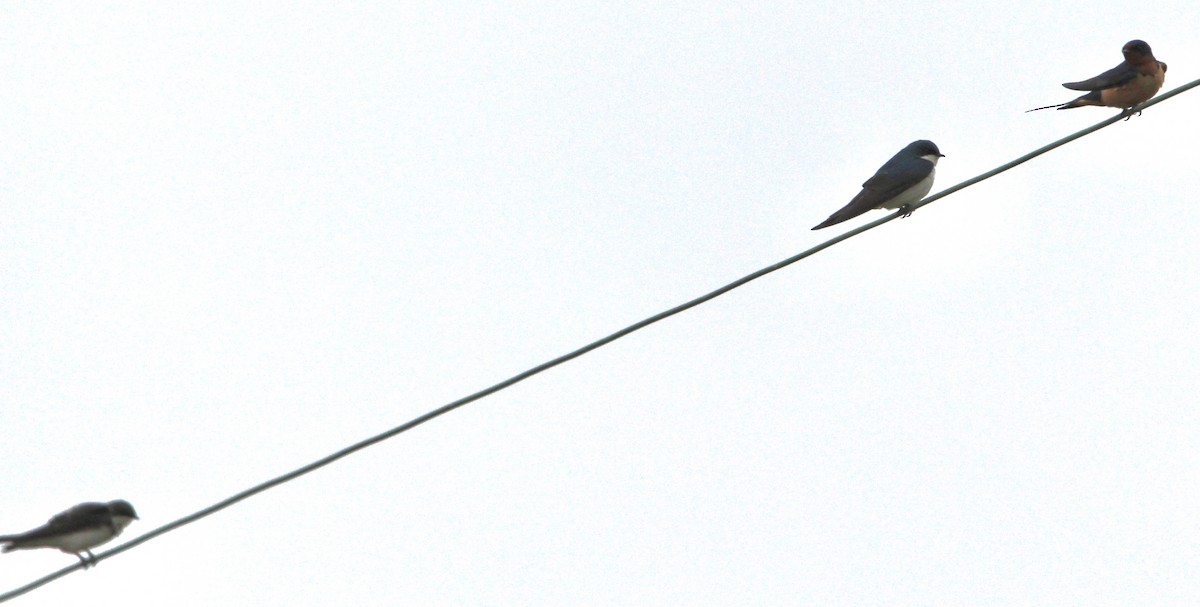 Bank Swallow - ML575342171