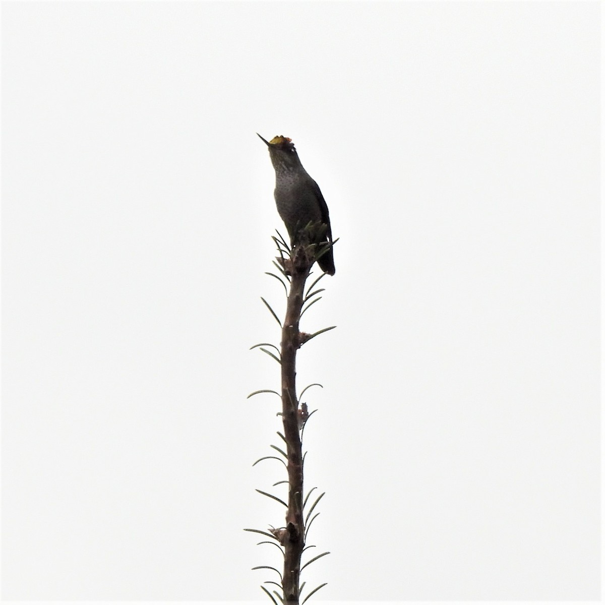 Green-backed Firecrown - ML575342321