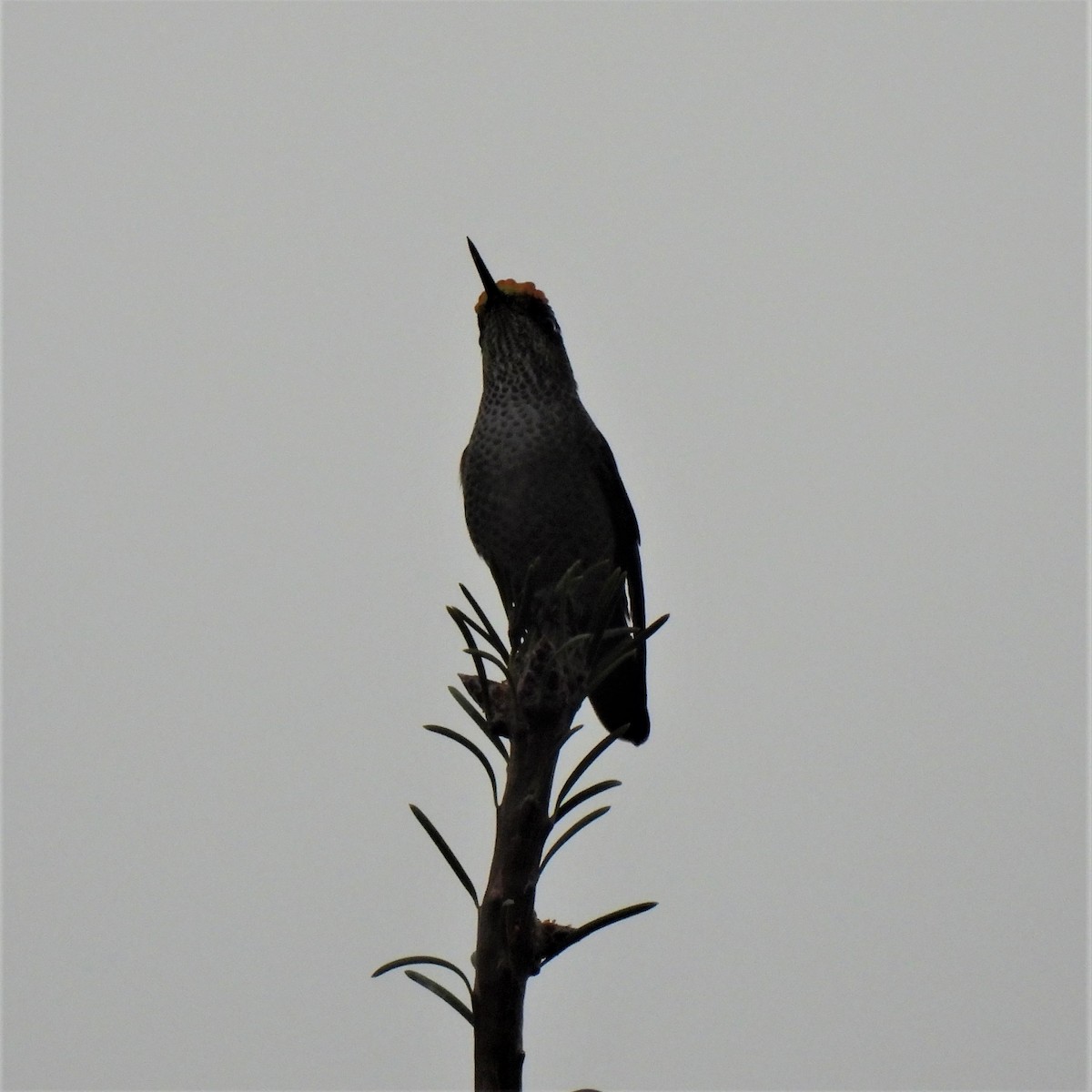 Green-backed Firecrown - ML575342341