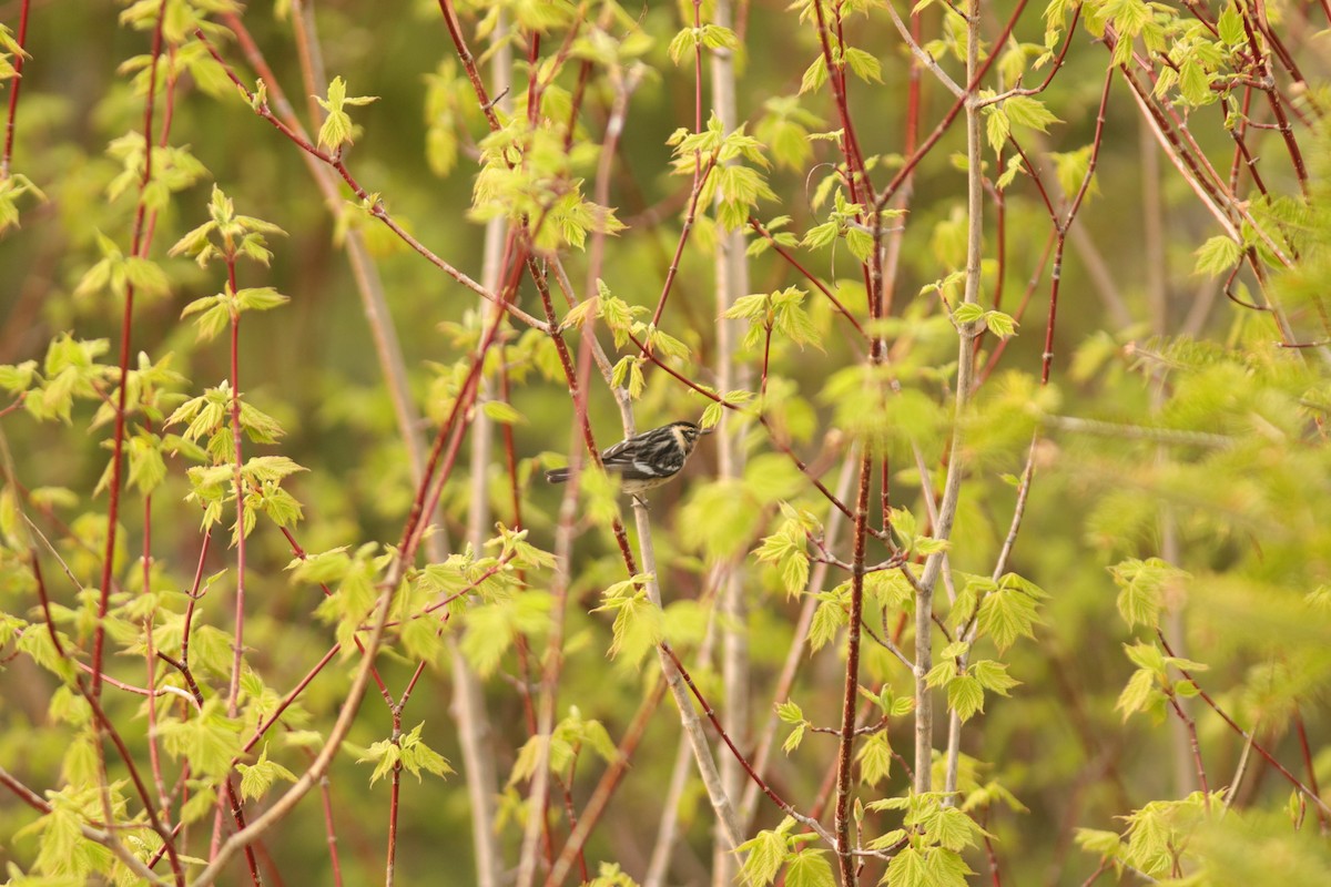 Bay-breasted x Blackburnian Warbler (hybrid) - Jessé Roy-Drainville