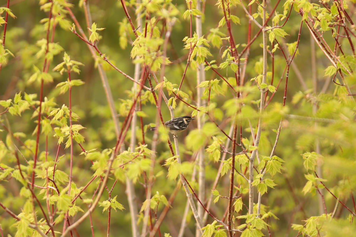 Bay-breasted x Blackburnian Warbler (hybrid) - Jessé Roy-Drainville