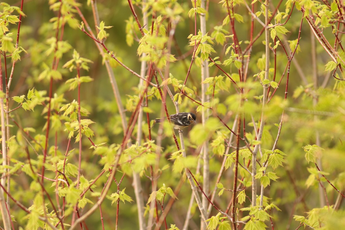Bay-breasted x Blackburnian Warbler (hybrid) - Jessé Roy-Drainville