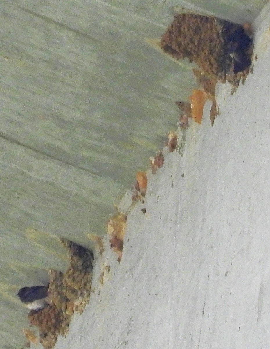 vlaštovka pestrá (ssp. melanogaster) - ML575343831