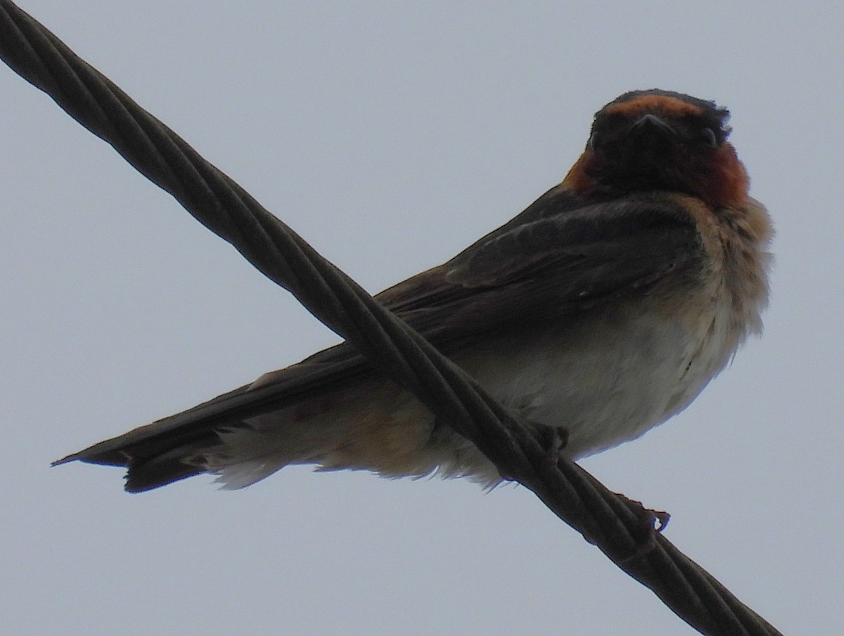 Golondrina Risquera (melanogaster) - ML575343861