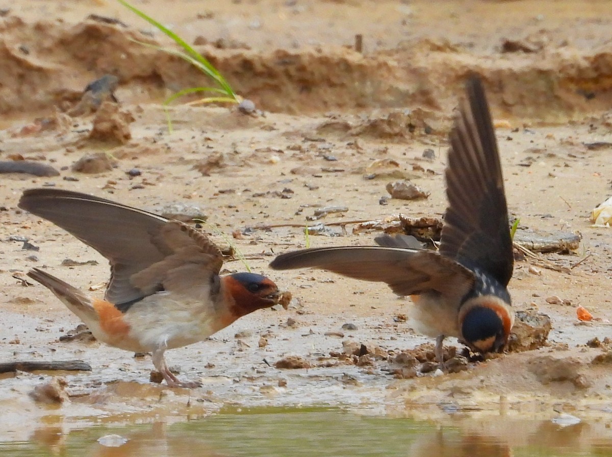 サンショクツバメ（melanogaster） - ML575343921