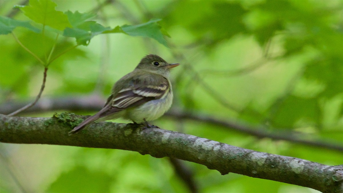 Acadian Flycatcher - ML575346121