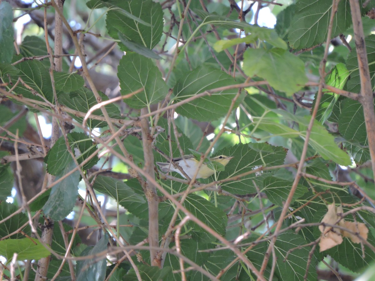 budníček lesní - ML575346401