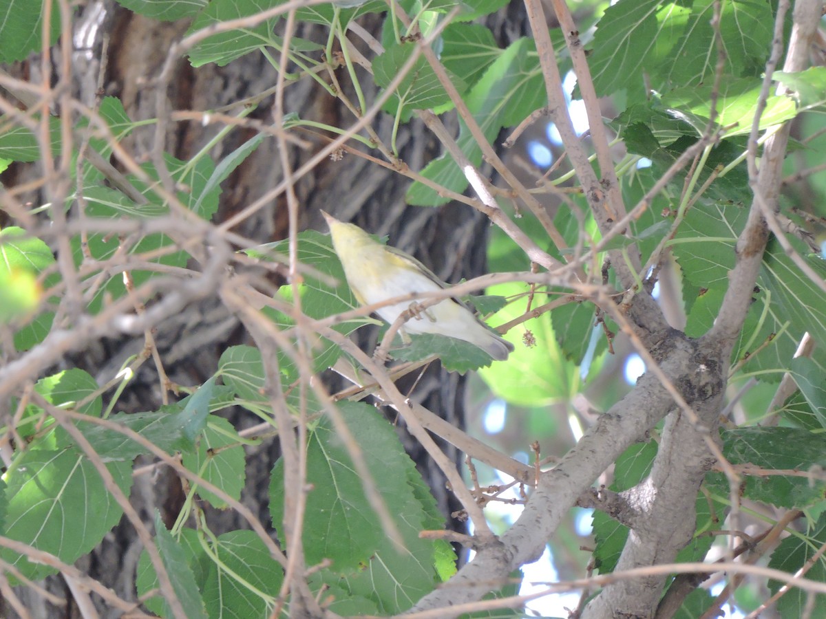 budníček lesní - ML575346541