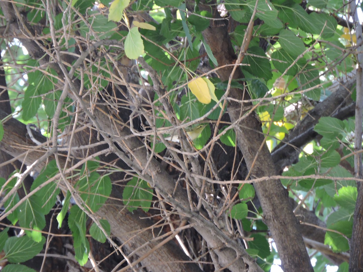 budníček lesní - ML575346921