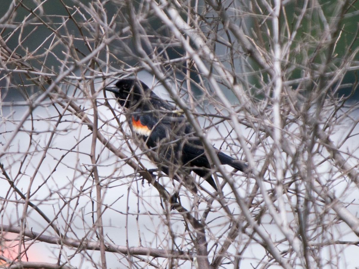Red-winged Blackbird - ML57534721