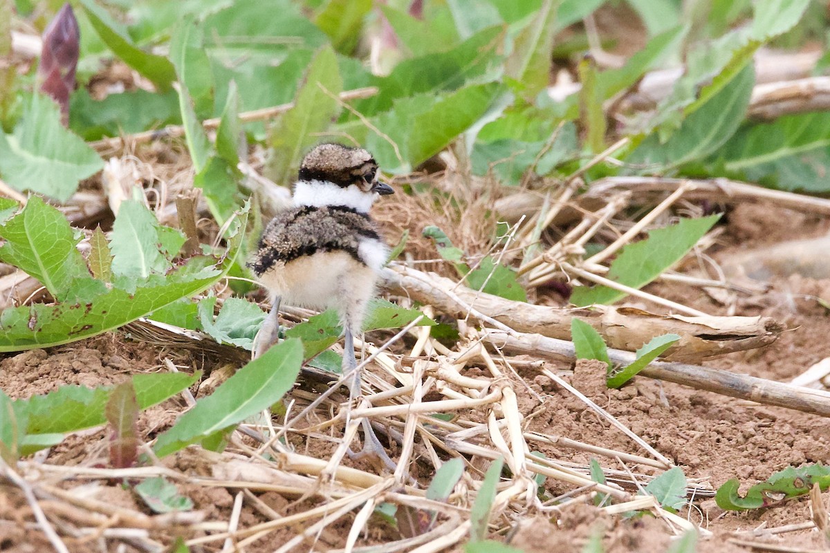 Killdeer - ML575348241