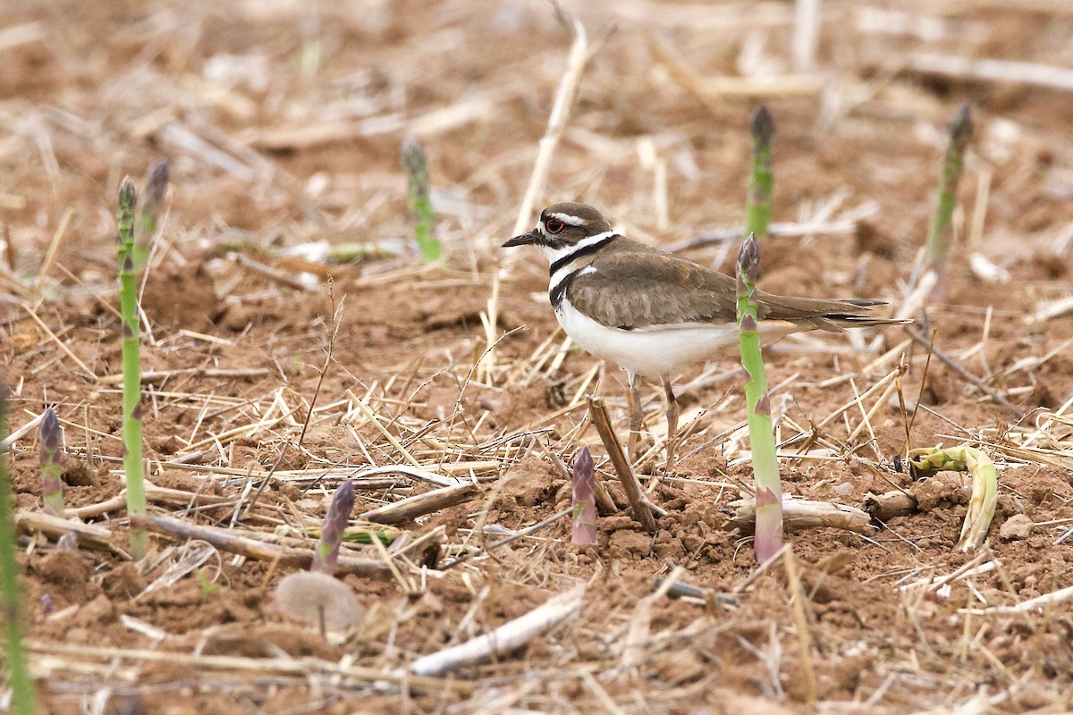 Killdeer - ML575348271