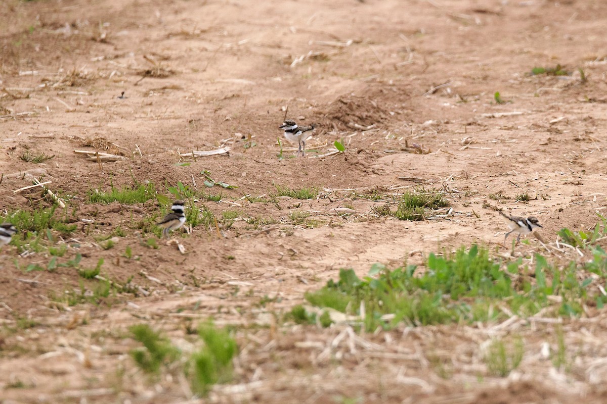 Killdeer - ML575348291