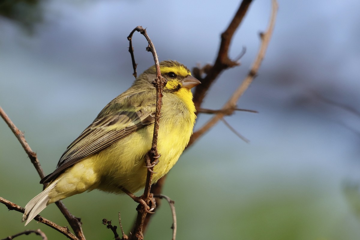 Yellow-fronted Canary - ML575348481