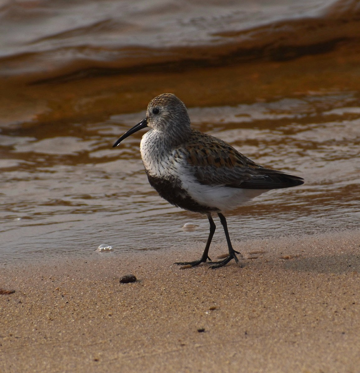 Bécasseau variable - ML575348661