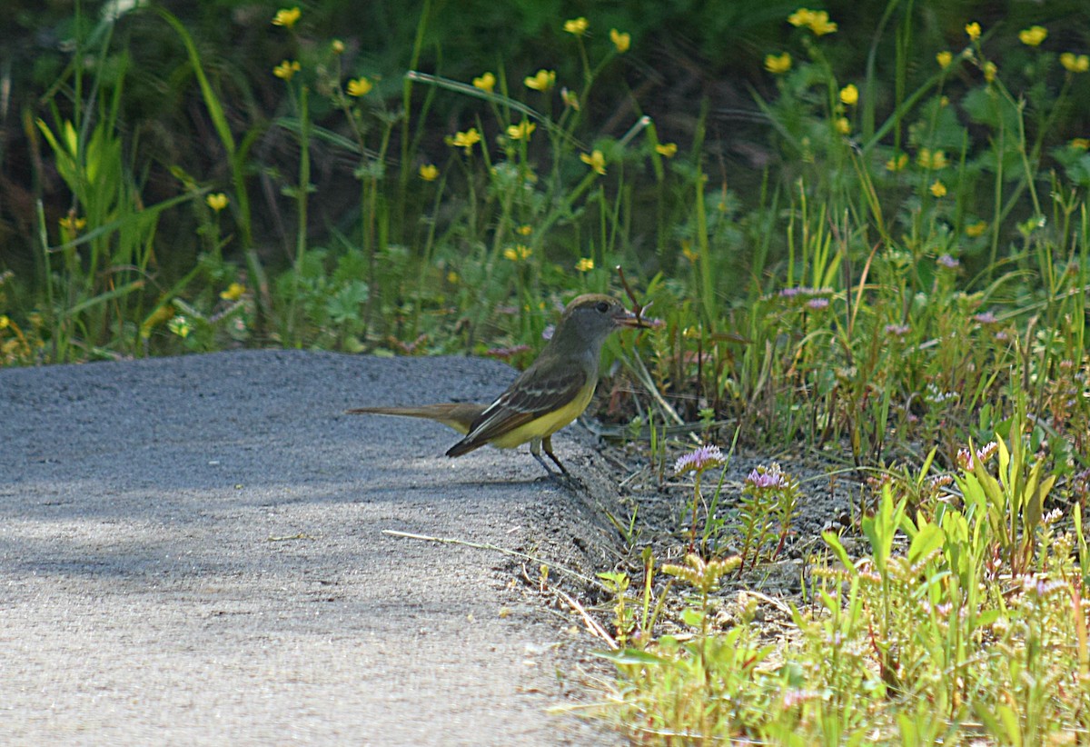 Great Crested Flycatcher - Hugh Barger