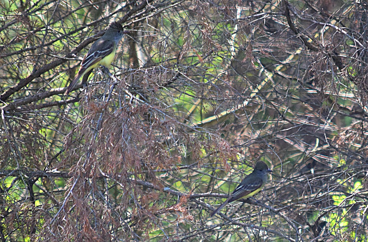 Great Crested Flycatcher - Hugh Barger