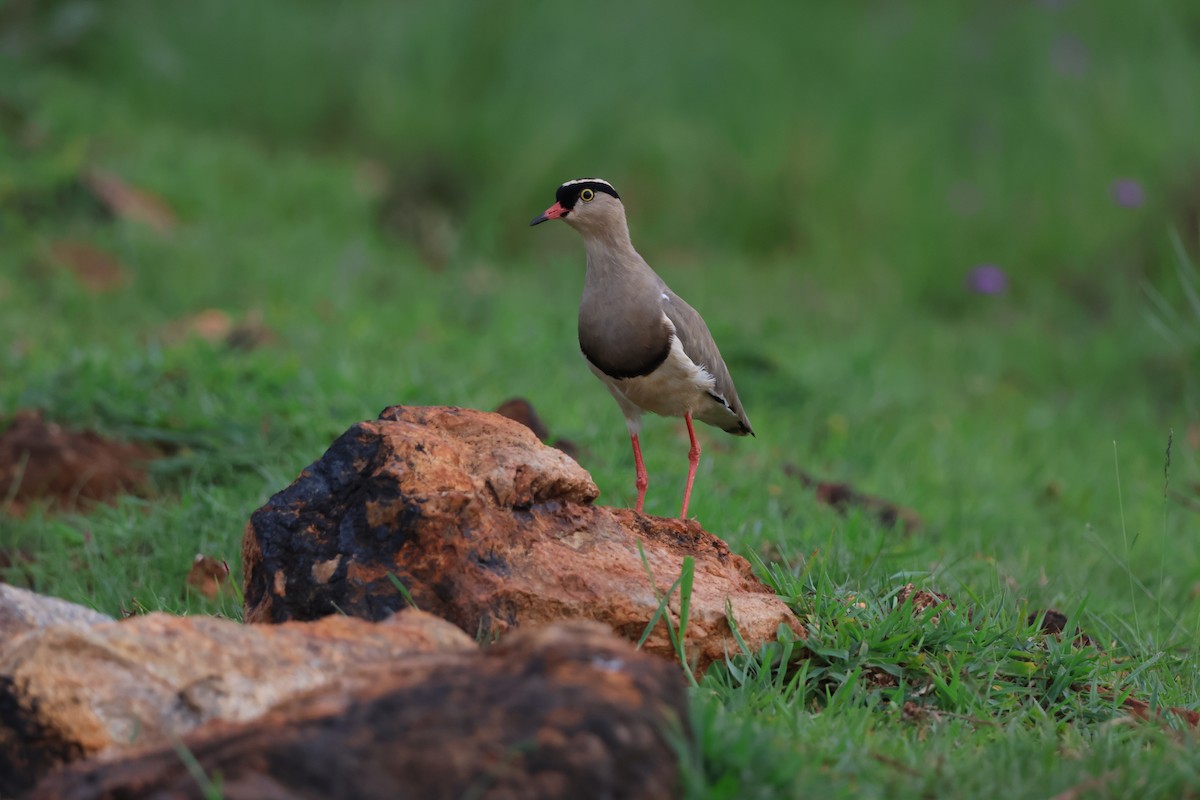 Crowned Lapwing - Luke Goddard