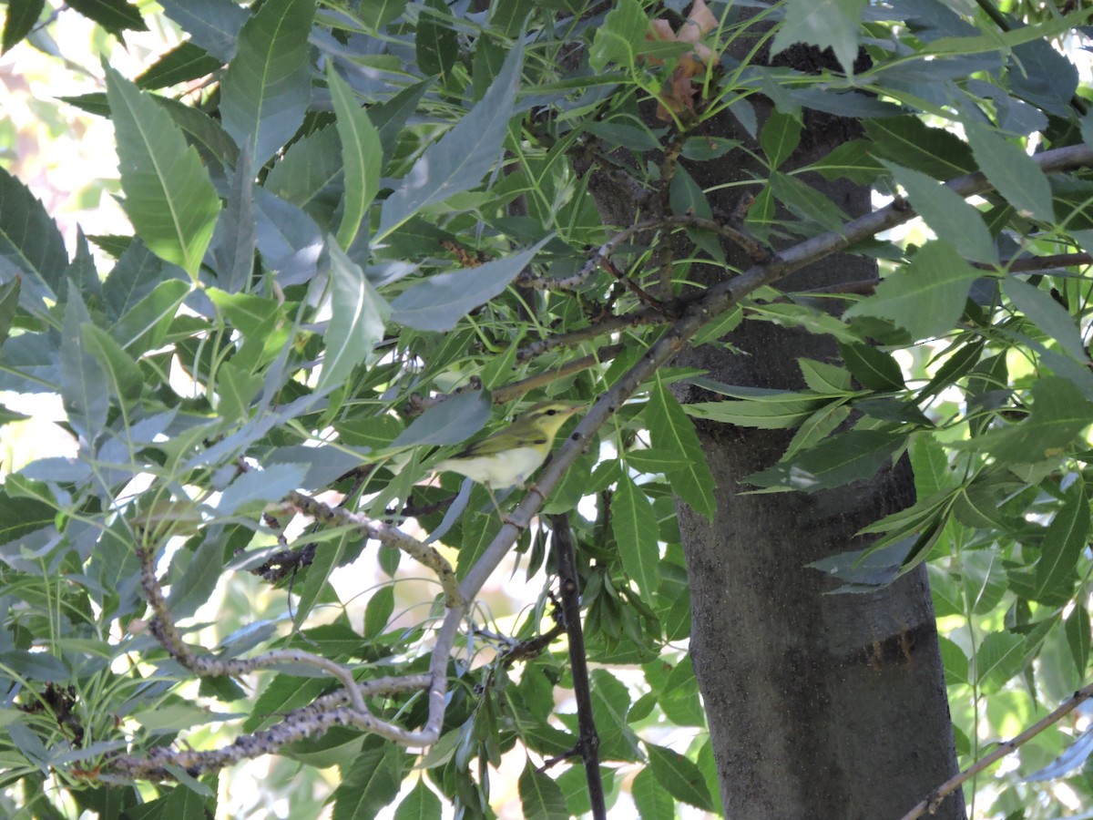 budníček lesní - ML575350611