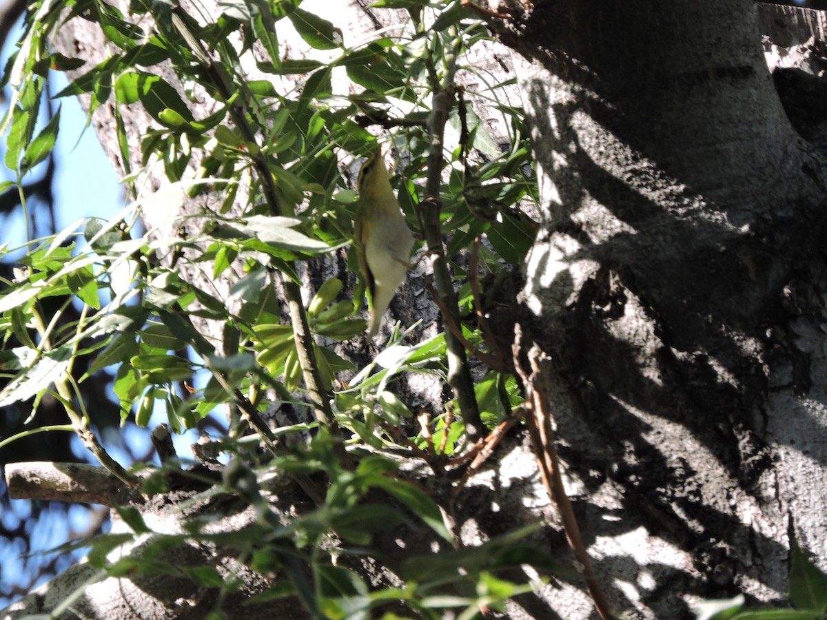 budníček lesní - ML575351431