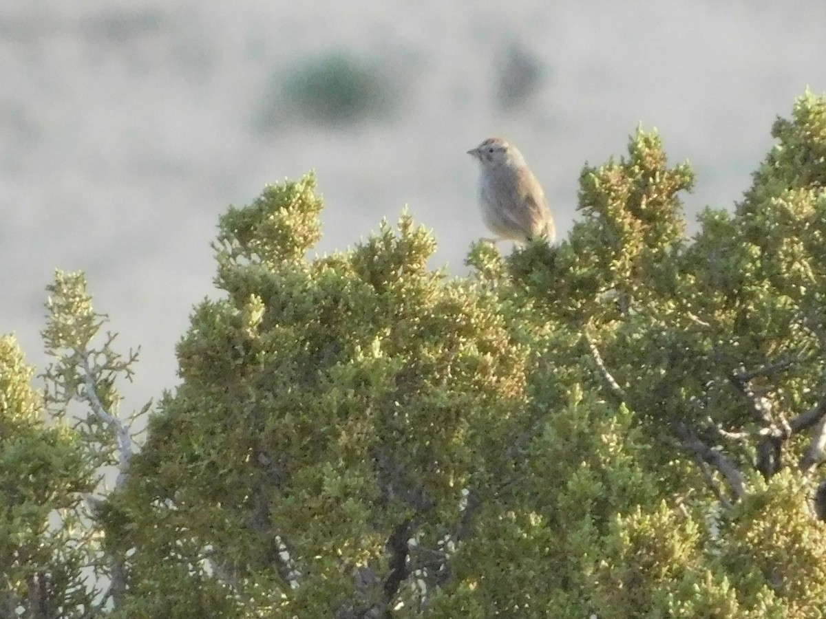 Rufous-crowned Sparrow - ML575352001