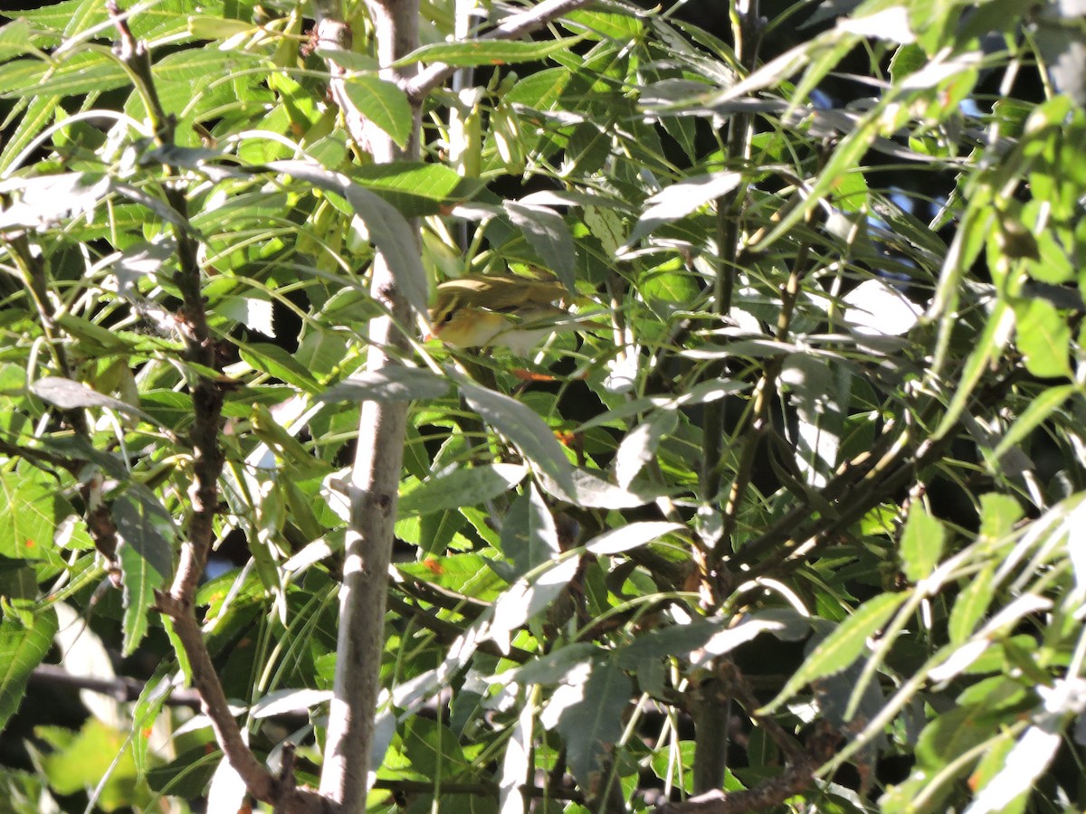 Wood Warbler - Sara Arab