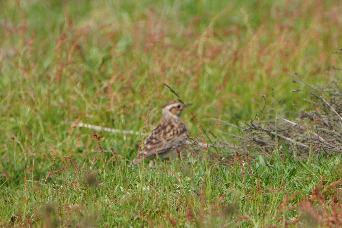 Wood Lark - ML575353181