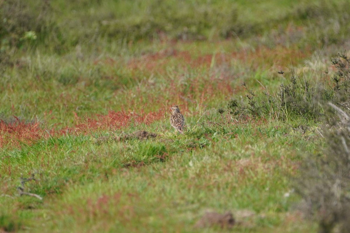 Wood Lark - ML575353191