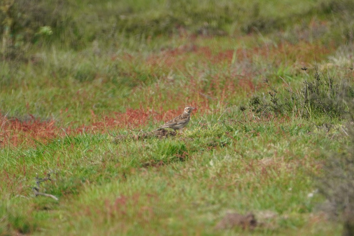 Wood Lark - ML575353211