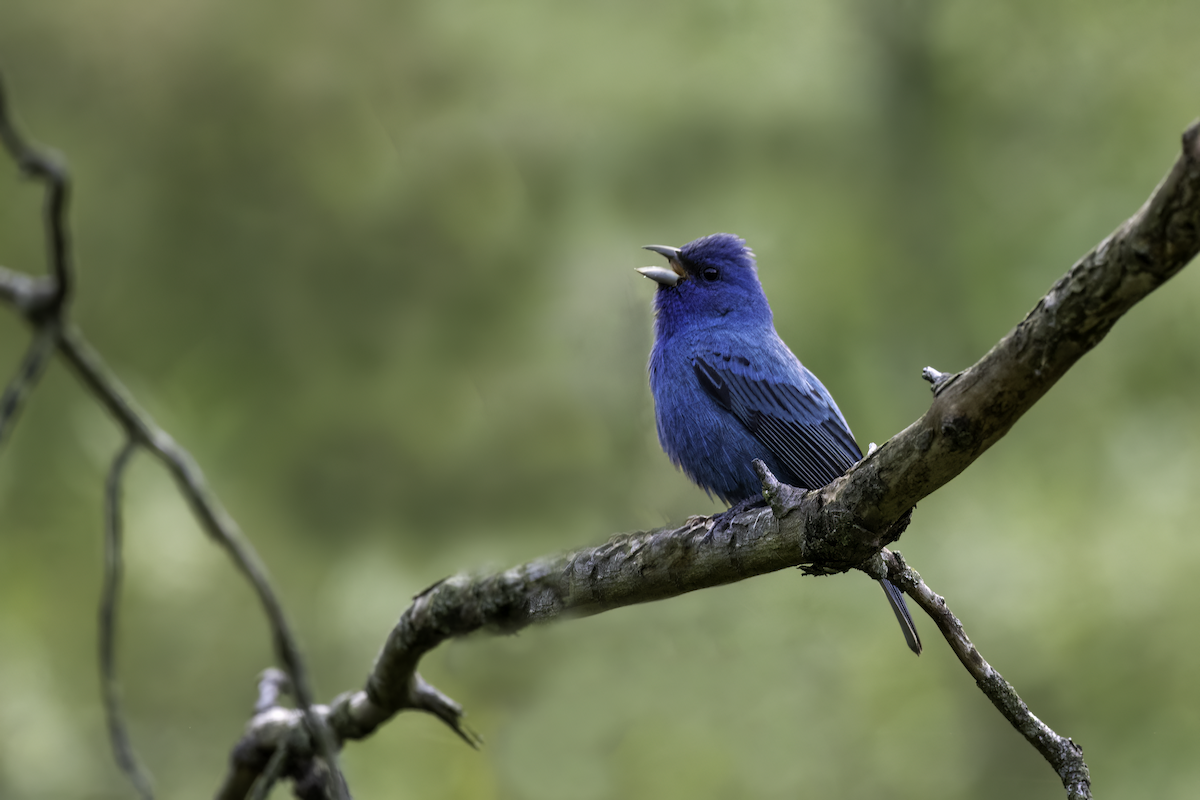 Indigo Bunting - Cindy Kindle