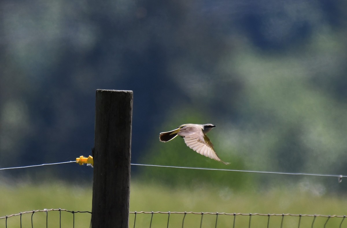 Western Kingbird - ML575353561