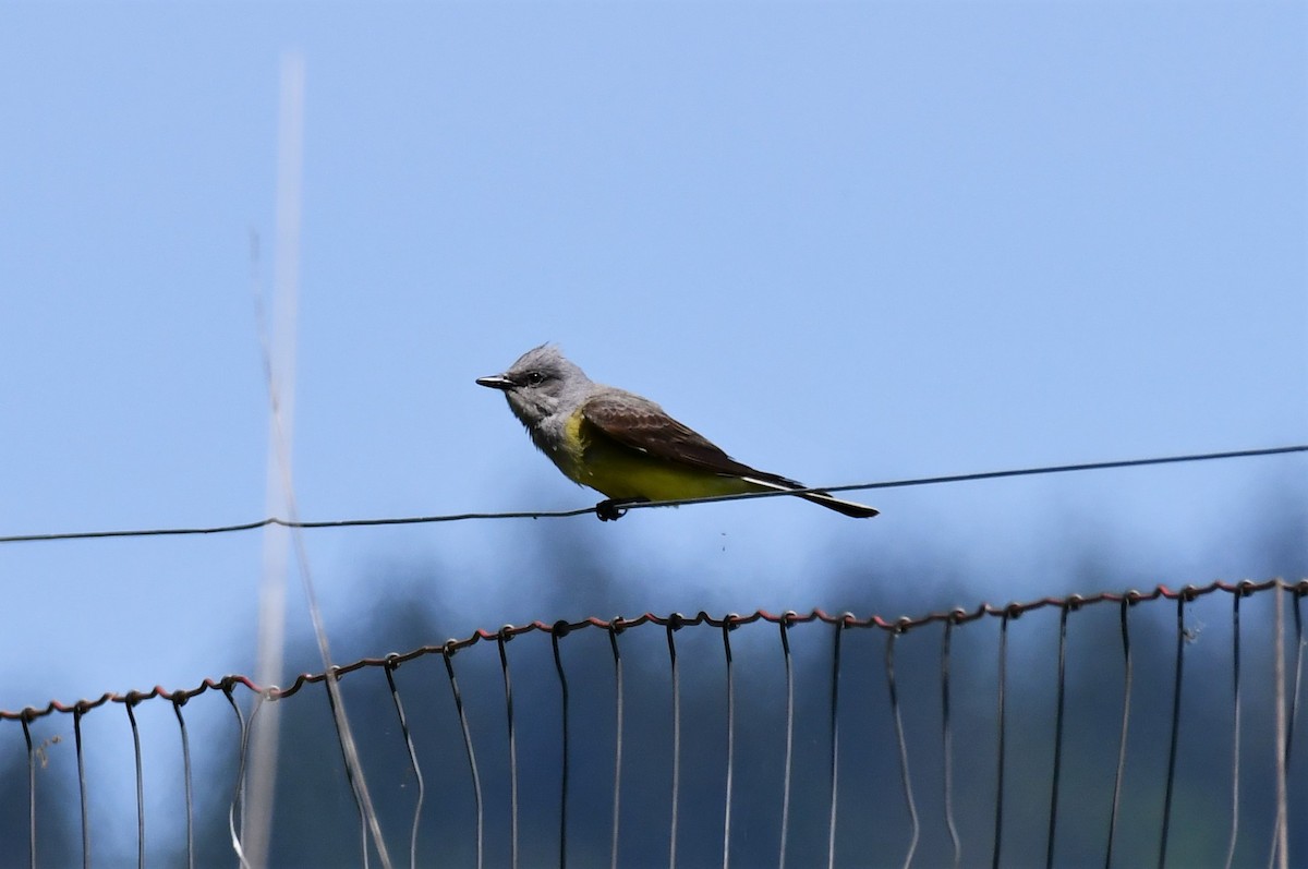 Western Kingbird - ML575353641