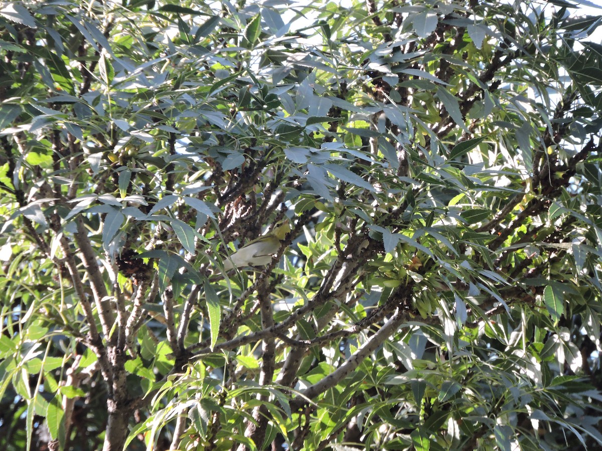 budníček lesní - ML575353681