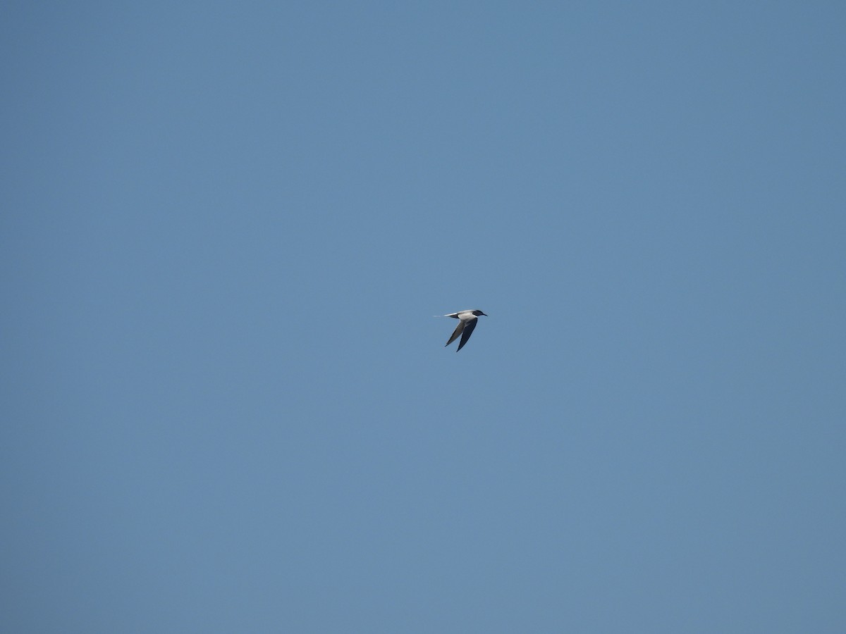 Common Tern - ML575354331