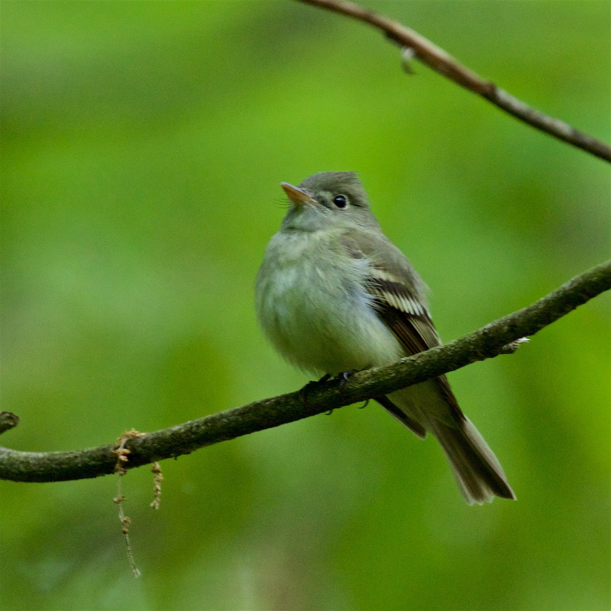 Acadian Flycatcher - ML575354351