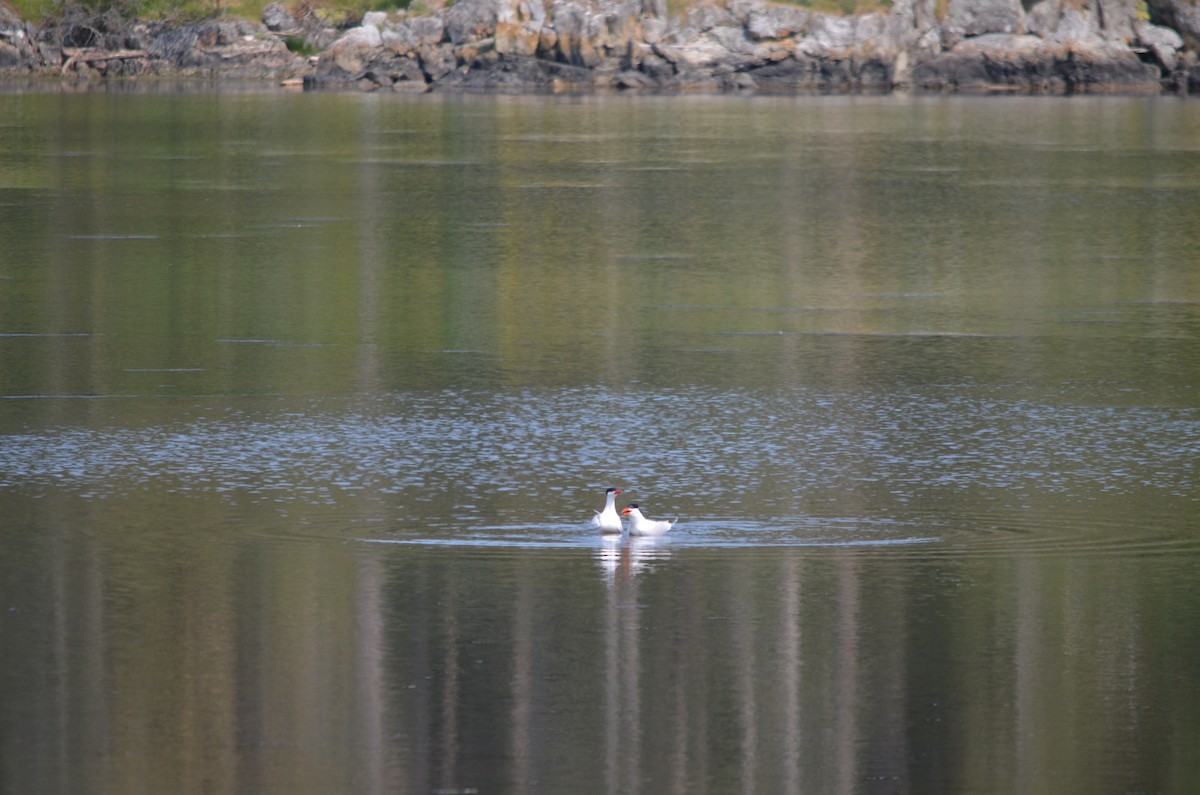 Caspian Tern - ML575354511